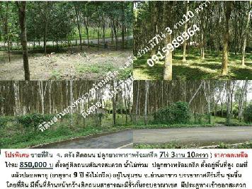 ขายที่ดิน ตรัง สวนยาง พร้อมกรีด ติดถนน น้ำไม่ท่วม อ.ย่านตาขาว 7 ไร่ 310 ตรว. ราคา ไร่ละ 850,000 บ